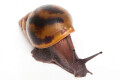 Achatina achatina (GB) subadult 10 cm